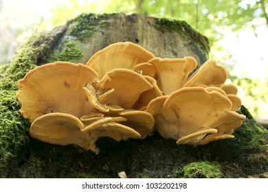 Meripilus Giganteus, Giant Polypore