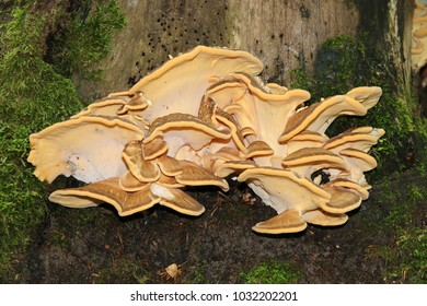 Meripilus Giganteus, Giant Polypore