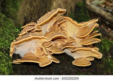 Meripilus Giganteus, Giant Polypore