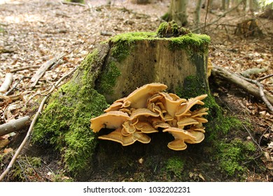 Meripilus Giganteus, Giant Polypore