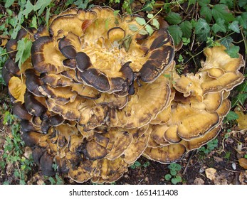 Meripilus Giganteus At A Stumb