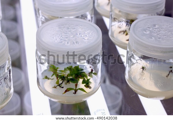 Meristem\
tissue culture laboratory for plant\
growing.