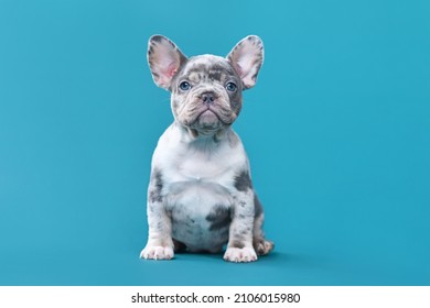 Merle French Bulldog dog puppy sitting in front of blue background