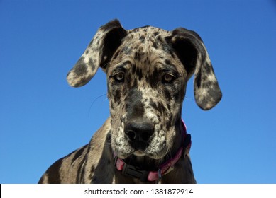 blue merle great dane puppy