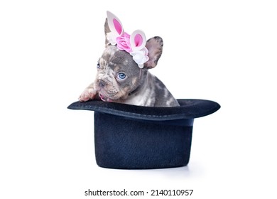 Merle tan French Bulldog dog puppy with Easter bunny headband peeking out of black top hat on white background