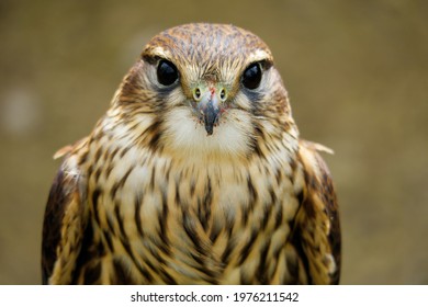 Merlin - Bird Of Prey Portrait