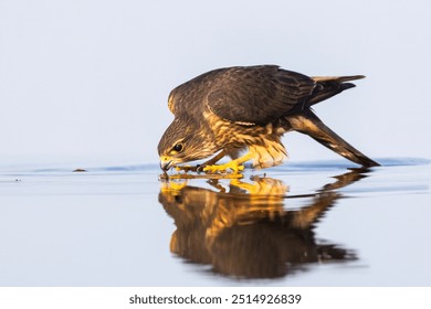 The merlin (Falco columbarius) drinking water - Powered by Shutterstock