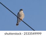 The Merlin (Falco columbarius), juvenile bird.  Is a small species of falcon. Natural scene from Wisconsin. Can catch birds larger than itself, but hunts insects and smaller prey. 