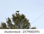 Merlin (Falco columbarius) perched on top of tree at Minesing Wetlands during Winter