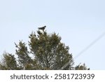 Merlin (Falco columbarius) perched on top of tree at Minesing Wetlands during Winter