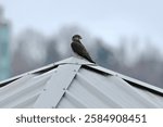 Merlin (Falco columbarius) perched on metal roof along Kempenfelt Bay during Winter