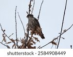 Merlin (Falco columbarius) perched in tree along Kempenfelt Bay during Winter