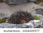 Merlin (Falco columbarius, small species of falcon) nest with four eggs. Timan Tundra, Nenets Autonomous Okrug, Russia.
