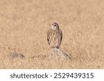 merlin (Falco columbarius), a small species of falcon from the Northern Hemisphere at Desert National Park in Rajasthan, India