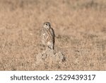 merlin (Falco columbarius), a small species of falcon from the Northern Hemisphere at Desert National Park in Rajasthan, India