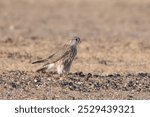 merlin (Falco columbarius), a small species of falcon from the Northern Hemisphere at Desert National Park in Rajasthan, India