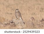 merlin (Falco columbarius), a small species of falcon from the Northern Hemisphere at Desert National Park in Rajasthan, India