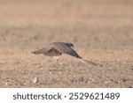 merlin (Falco columbarius), a small species of falcon from the Northern Hemisphere at Desert National Park in Rajasthan, India