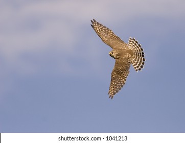 Merlin Falcon In Flight