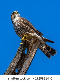 Merlin Falcon On A Branch 