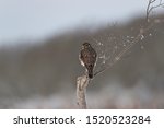 A Merlin Falcon perched on a cold winters day.