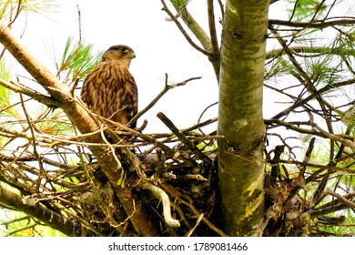 A Merlin Falcon Perched In Its Stick Nest