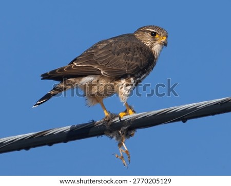 A Merlin Falcon With It's Prey