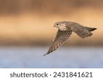 Merlin Flying in the early morning light