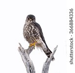 Merlin on White Background, Isolated