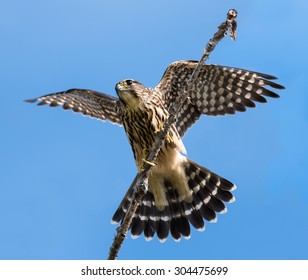 1,062 Merlin falcon Images, Stock Photos & Vectors | Shutterstock