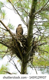 A Merlin Perched In A Stick Nest In A Pine Tree