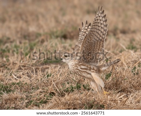 Merlin taking off from the grass
