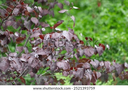 A merlot colored redbud tree in the summer.