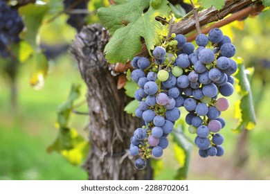 Merlot grape clusters at the point of veraison