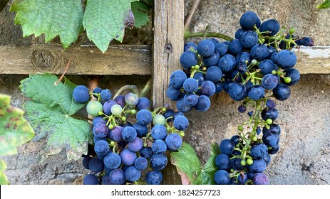 Merlot grape ready for harvest, Wertheim, Germany
