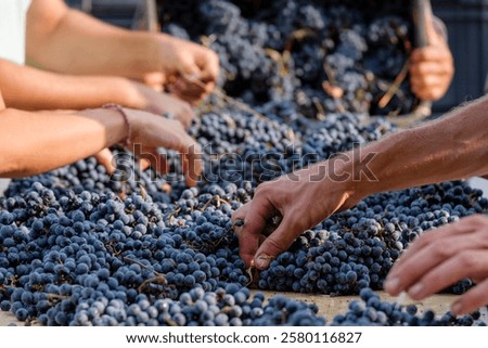 Merlot grape selection table, Celler Mesquida-Mora, Porreres, Mallorca, Balearic Islands, Spain