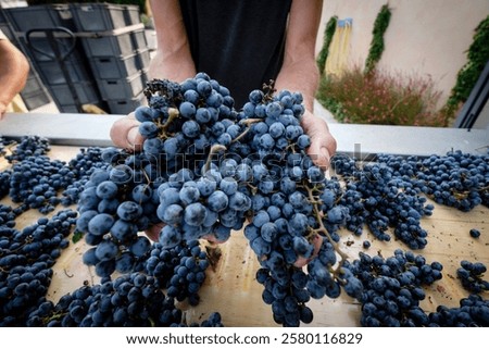 Merlot grape selection table, Celler Mesquida-Mora, Porreres, Mallorca, Balearic Islands, Spain