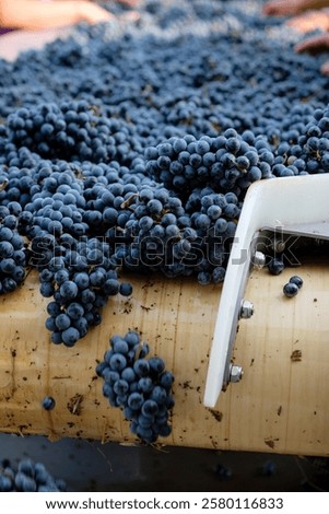 Merlot grape selection table, Celler Mesquida-Mora, Porreres, Mallorca, Balearic Islands, Spain