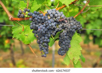 MERLOT Grapes.