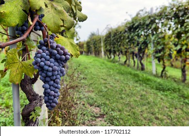 Merlot Grapes On The Vine