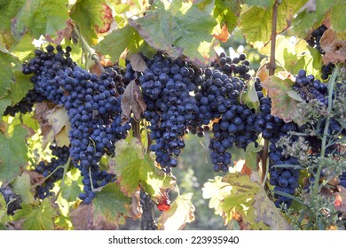 Merlot Grapes On The Vine