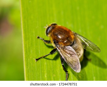 Merodon equestris (Narcissus bulb fly, greater bulb fly, large bulb fly, large Narcissus fly) is a Holarctic species of hoverfly (Family Syrphidae).