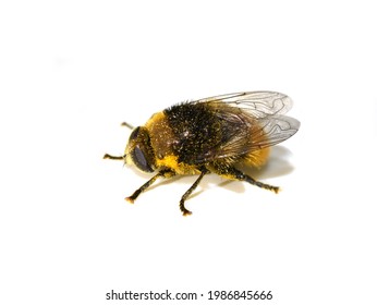 Merodon equestris Narcissus bulb fly mimic bumblebee isolated on white background