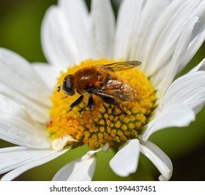 A Merodon equestris or Narcissus bulb fly on the flower of a Daisy. The Narcissus bulb fly mimics the look of the bumble bee with its ginger hair as a form of defence 