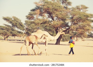 MEROE, SUDAN - JANUARY 10: Sudanese Boy Leads Camels On January 10, 2010 In Rural Area Near Meroe, Sudan. Sudan Remains One Of The Least Developed Countries In The World.