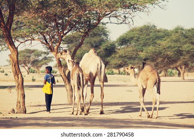 MEROE, SUDAN - JANUARY 10: Sudanese Boy Leads Camels On January 10, 2010 In Rural Area Near Meroe, Sudan. Sudan Remains One Of The Least Developed Countries In The World.