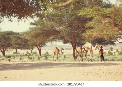 MEROE, SUDAN - JANUARY 10: Sudanese Boy Leads Camels On January 10, 2010 In Rural Area Near Meroe, Sudan. Sudan Remains One Of The Least Developed Countries In The World.