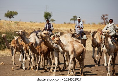 MEROE, SUDAN - JANUARY 12: Sudanese Men Ride Camels On January 12, 2010 In Rural Area Near Meroe. Sudan Remains One Of The Least Developed Countries In The World.