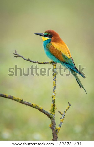 Similar – Image, Stock Photo ortrait of a colorful bird