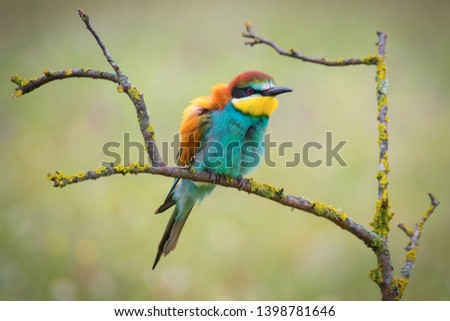 Similar – Portrait of a colorful bird